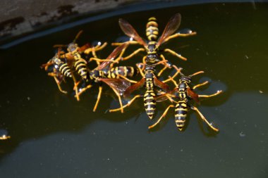 Eşek arıları Polistes su içer. Eşek arıları tavadan su içer, yüzer.