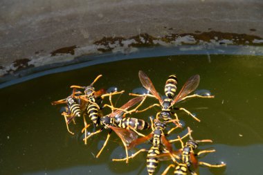 Eşek arıları Polistes su içer. Eşek arıları tavadan su içer, yüzer.