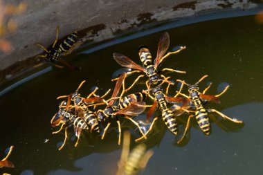 Eşek arıları tavadan su içer, su yüzeyinde yüzer.