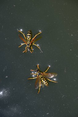 Eşek arıları Polistes su içer. Eşek arıları tavadan su içer, yüzer.