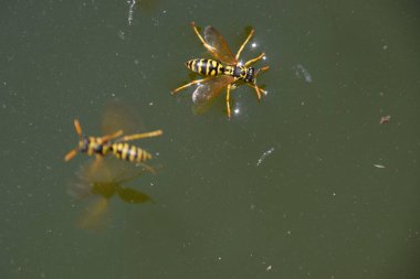 Eşek arıları Polistes su içer. Eşek arıları tavadan su içer, yüzer.