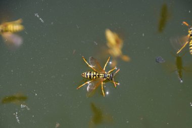 Eşek arıları Polistes su içer. Eşek arıları tavadan su içer, yüzer.