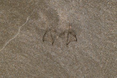 Kum deniz üzerinde bir martı izleri