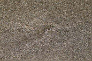 Kum deniz üzerinde bir martı izleri