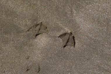 Kum deniz üzerinde bir martı izleri