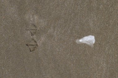 Martı kum üzerinde olacak? Lanet olsun. Kum deniz üzerinde bir martı izleri