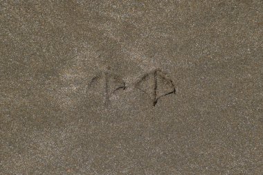 Kum deniz üzerinde bir martı izleri