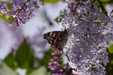 Bir kelebek Amiral dalları üzerinde eflatun çiçekler