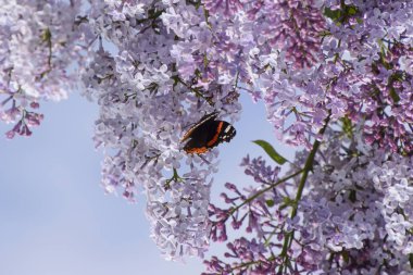 Bir kelebek Amiral dalları üzerinde eflatun çiçekler