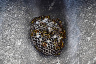 nest of a family of wasps which is taken a close-up. clipart