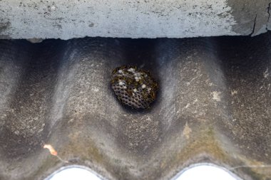 yakın çekim alınan eşek arıları bir ailenin yuva.