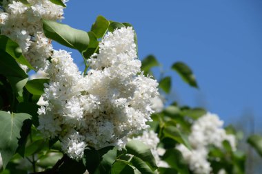 Beyaz leylak. Güzel mor eflatun çiçekler açık havada.