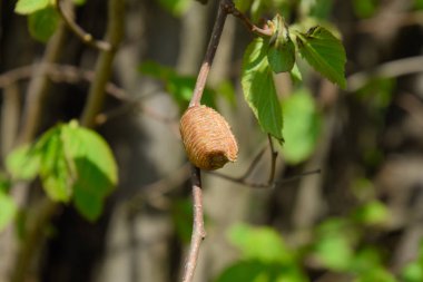Bir ağacın dalları üzerinde ootheca Peygamber devesi. Böcek yumurta