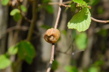 Bir ağacın dalları üzerinde ootheca Peygamber devesi. Böcek yumurta