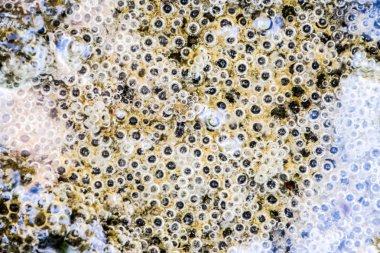 Çamur ve su altında silt hava kabarcıkları. Arka plan baloncuklar, yüzey dokusu.