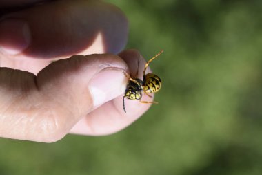 Parmaklarında ortak WASP