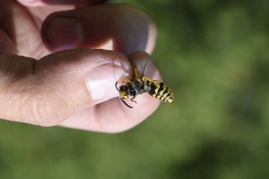 Parmaklarında ortak WASP
