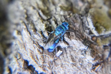 Yakut - kuyruklu wasp