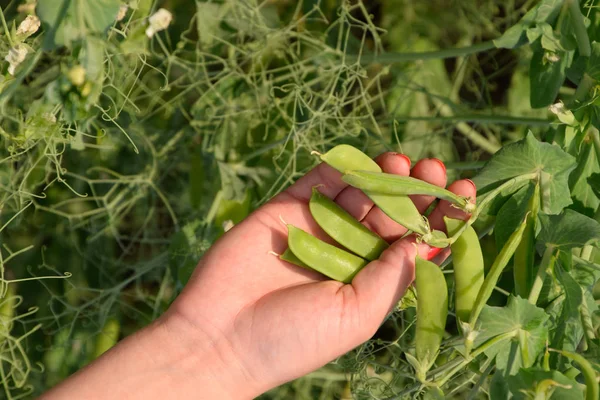 Yeşil bezelye. Pods bezelye. Bezelye alan. — Stok fotoğraf