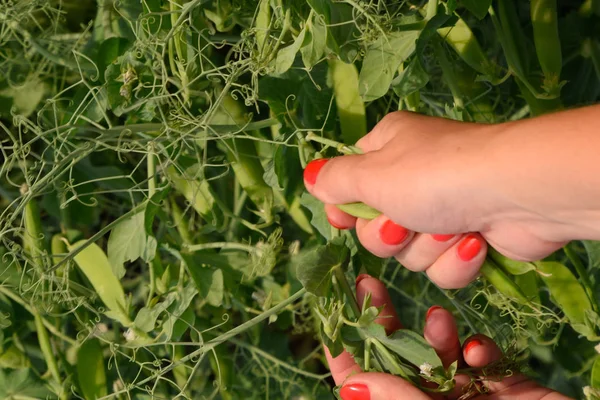 Yeşil bezelye. Pods bezelye. Bezelye alan. — Stok fotoğraf