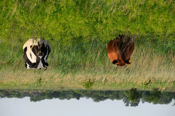 Otlaktaki inekler. İki. — Stok fotoğraf