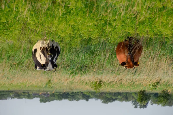 Otlaktaki inekler. İki. — Stok fotoğraf