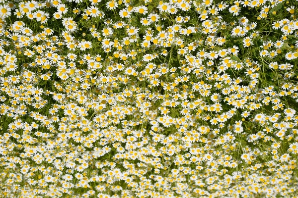 Flores de camomila. Camomila farmacêutica. Camomila de plantas medicinais, floração . — Fotografia de Stock