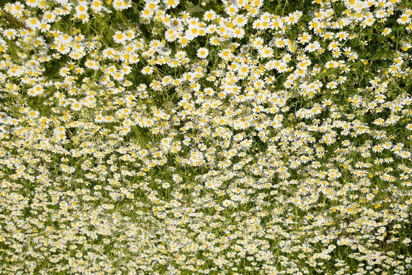 Kamillenblüten. Pharmazeutische Kamille. Heilpflanze Kamille, blühend. — Stockfoto