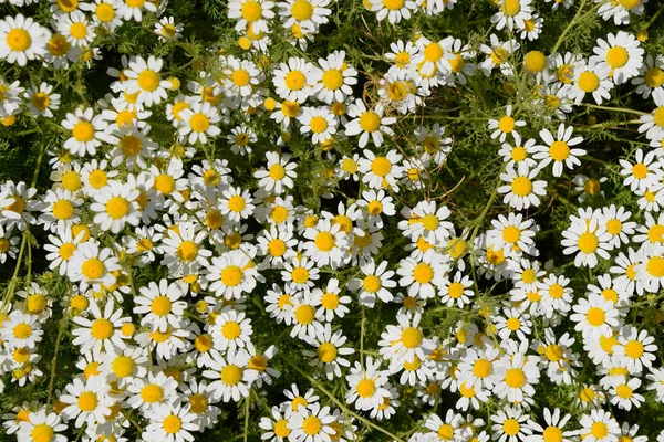 Flores de camomila. Camomila farmacêutica. Camomila de plantas medicinais, floração . — Fotografia de Stock