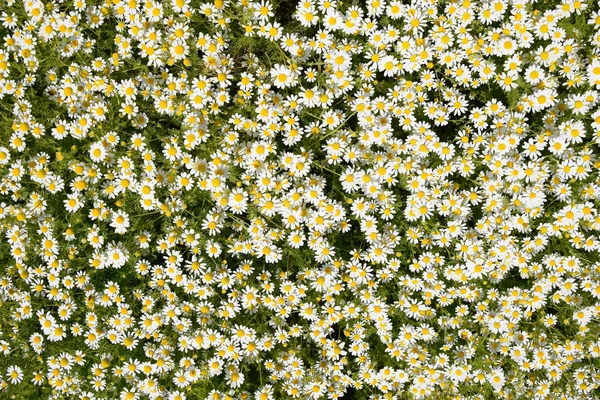 Kamillenblüten. Pharmazeutische Kamille. Heilpflanze Kamille, blühend. — Stockfoto