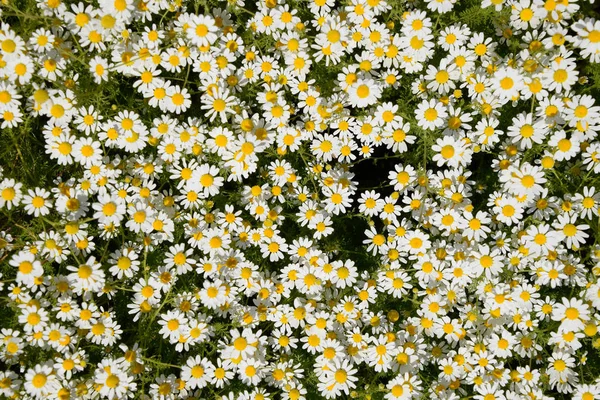 Papatya çiçeği. İlaç papatya. Tıbbi bitki papatya, çiçekli.