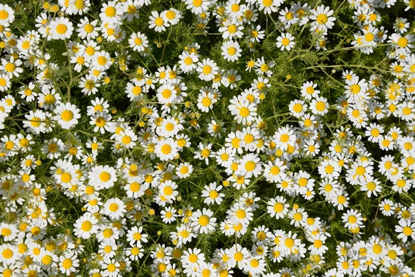 Papatya çiçeği. İlaç papatya. Tıbbi bitki papatya, çiçekli.