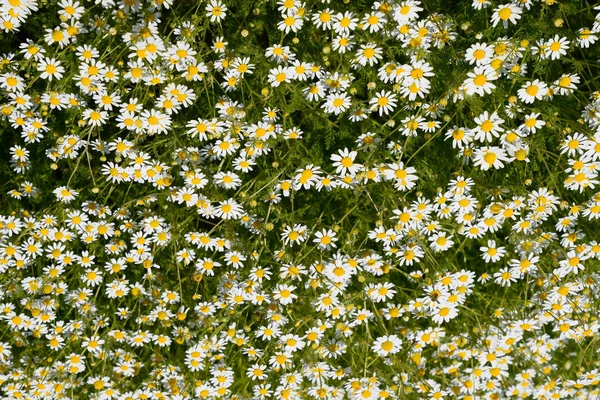 Flores de manzanilla. Manzanilla farmacéutica. Planta medicinal manzanilla, floración . — Foto de Stock