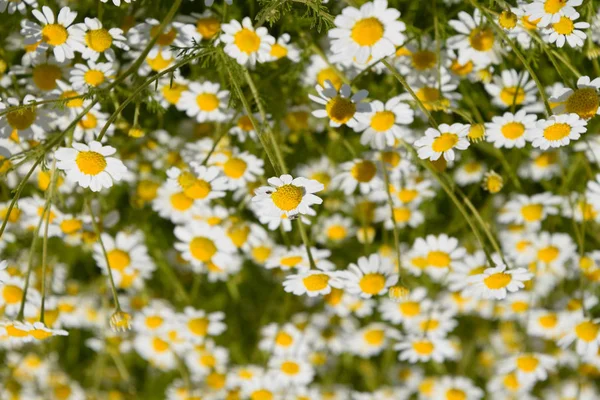 카모마일 꽃입니다. 제약 카밀레입니다. 약용 식물 카모마일, 꽃. — 스톡 사진