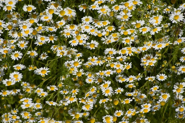 Kamillenblüten. Pharmazeutische Kamille. Heilpflanze Kamille, blühend. — Stockfoto