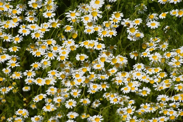 Flores de camomila. Camomila farmacêutica. Camomila de plantas medicinais, floração . — Fotografia de Stock