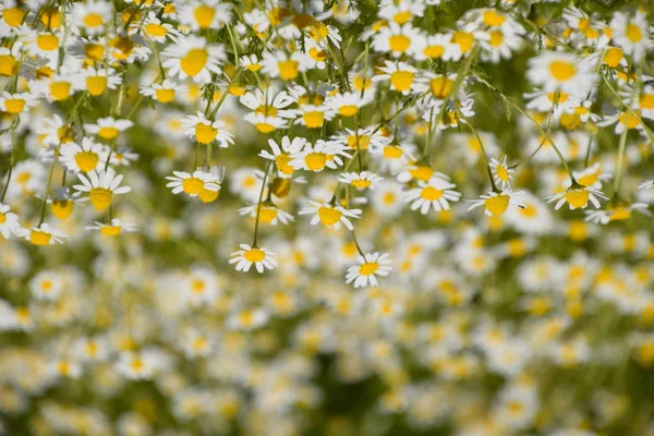 カモミールの花。医薬品のカモミール。薬用植物カモミール、開花. — ストック写真