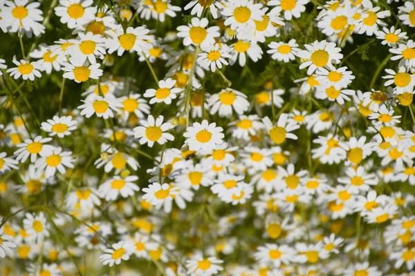 Flores de camomila. Camomila farmacêutica. Camomila de plantas medicinais, floração . — Fotografia de Stock