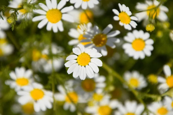 カモミールの花。医薬品のカモミール。薬用植物カモミール、開花. — ストック写真