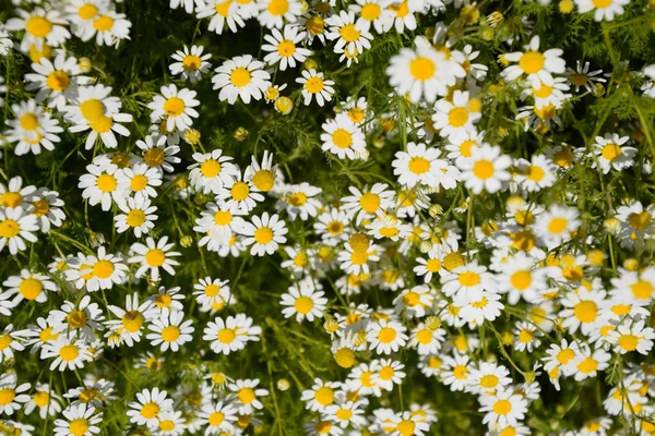 Flores de camomila. Camomila farmacêutica. Camomila de plantas medicinais, floração . — Fotografia de Stock