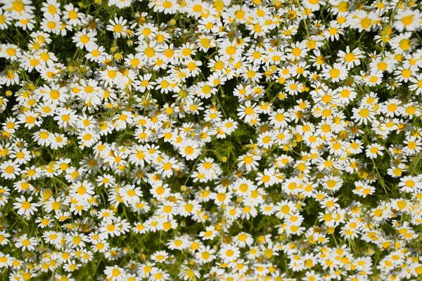 Flores de camomila. Camomila farmacêutica. Camomila de plantas medicinais, floração . — Fotografia de Stock