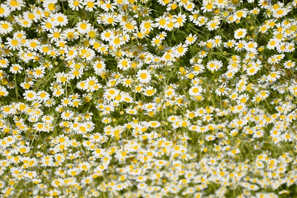 Flores de manzanilla. Manzanilla farmacéutica. Planta medicinal manzanilla, floración . — Foto de Stock