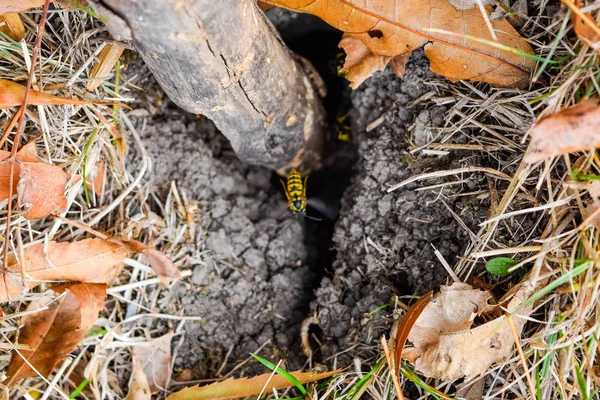 Yaban arıları kendi yuvaya sinek. Vizon ile kavak bir yuva. Underground — Stok fotoğraf