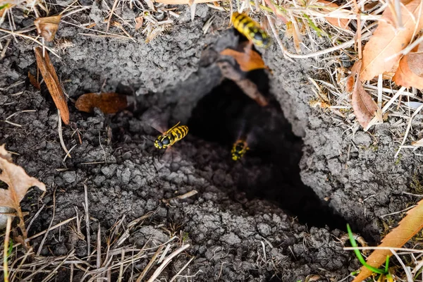 黄蜂飞进他们的巢穴。貂与白杨巢。地下 — 图库照片