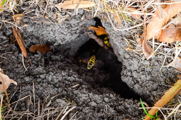 Wespen, vliegen naar hun nest. Mink met een aspen nest. Underground — Stockfoto