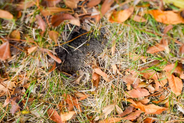 Wespen, vliegen naar hun nest. Mink met een aspen nest. Underground — Stockfoto