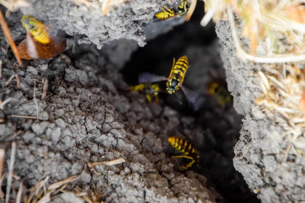 Yaban arıları kendi yuvaya sinek. Vizon ile kavak bir yuva. Underground