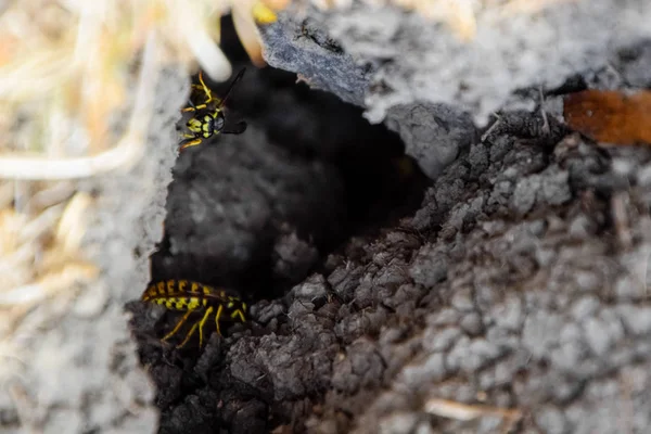 Yaban arıları kendi yuvaya sinek. Vizon ile kavak bir yuva. Underground