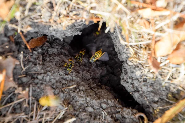 Wespen, vliegen naar hun nest. Mink met een aspen nest. Underground — Stockfoto