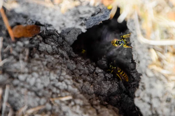 Las avispas vuelan a su nido. Mink con un nido de álamo. Subterráneo — Foto de Stock